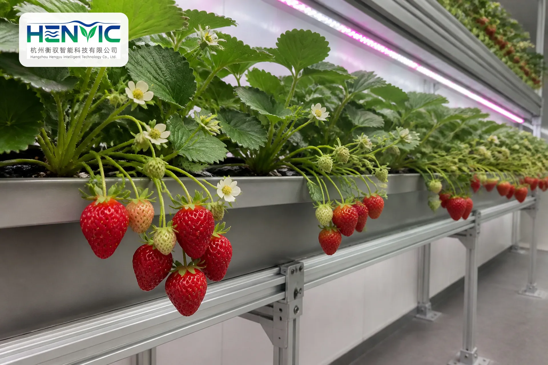 Ice Vegetable (Ice Leaf Dayflower) Cultivation | Henvic