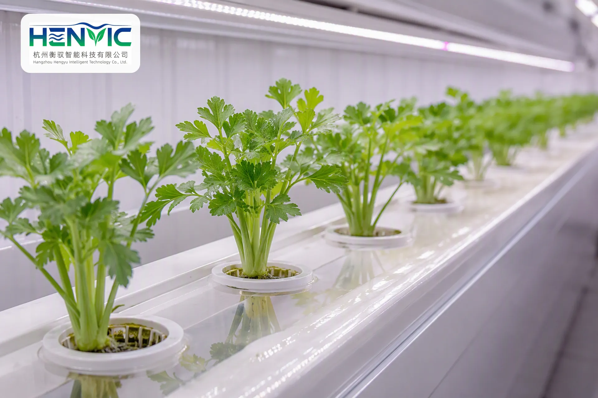 Small Tomato Substrate Cultivation Container | Henvic